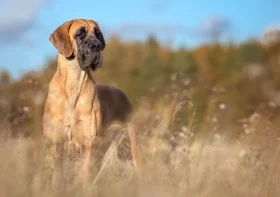Dog owner brings puppy home to meet Great Dane and what happens next melts hearts